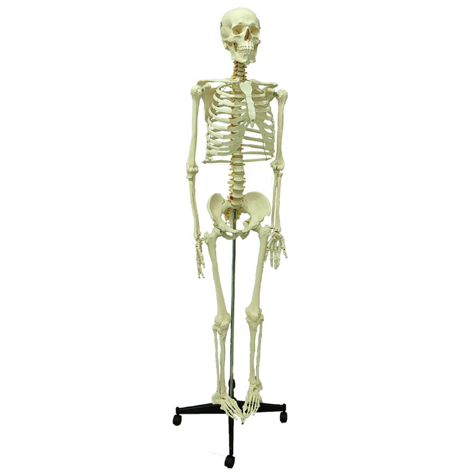 Medical Anatomical Human Skeleton Model 66.9in Life Size Skeletal Teaching Model