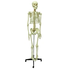 Medical Anatomical Human Skeleton Model 66.9in Life Size Skeletal Teaching Model