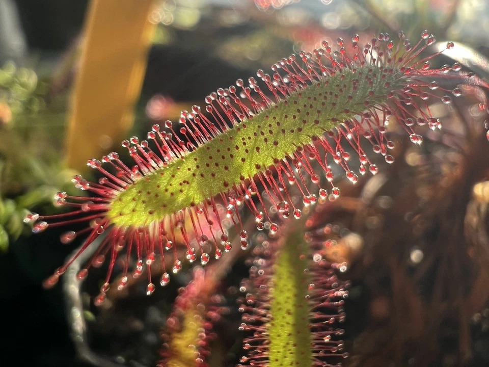 Semillas de Drosera Capensis - Verdades mixtas Foto 2 de 3