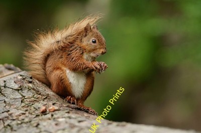 Foto A2 One Down, two to go Eskdale Green 'Mrs.Stripey-tail', c2013