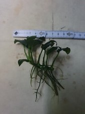 Anubias barteri var. nana  (ca. 8cm) 