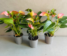 ANTHURIUM FLAMINGO PINK | Laceleaf Plant 6cm Pot | Perfect Houseplant | Gift