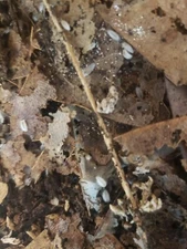 25 Dwarf White Isopods and 8 oz. Springtail Culture in Charcoal-Feeder Bugs