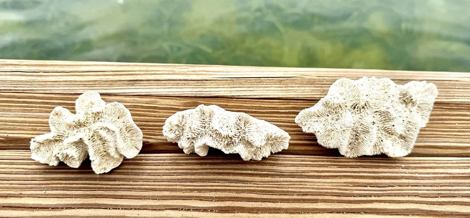 Juego de 3 Key West Piedra Rosa Coral Océano Caribe Atlántico Playa Tropical Decoración���� Foto 2 de 4