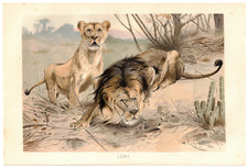 L&Ouml;WE L&Ouml;WIN Panthera leo Afrika Lithographie um 1900 Wilhelm Kuhnert