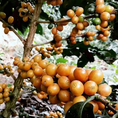 Bourbon Yellow Coffee Seedss 120 pcs (Coffea sp.) CERTIFIED Coffee Bean
