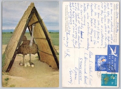 c43437 Highgate Ostrich Show Farm Oudtshoorn Südafrika Postkarte 1970 Stempel