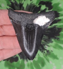 Megalodon Sharks Tooth 2 11/16