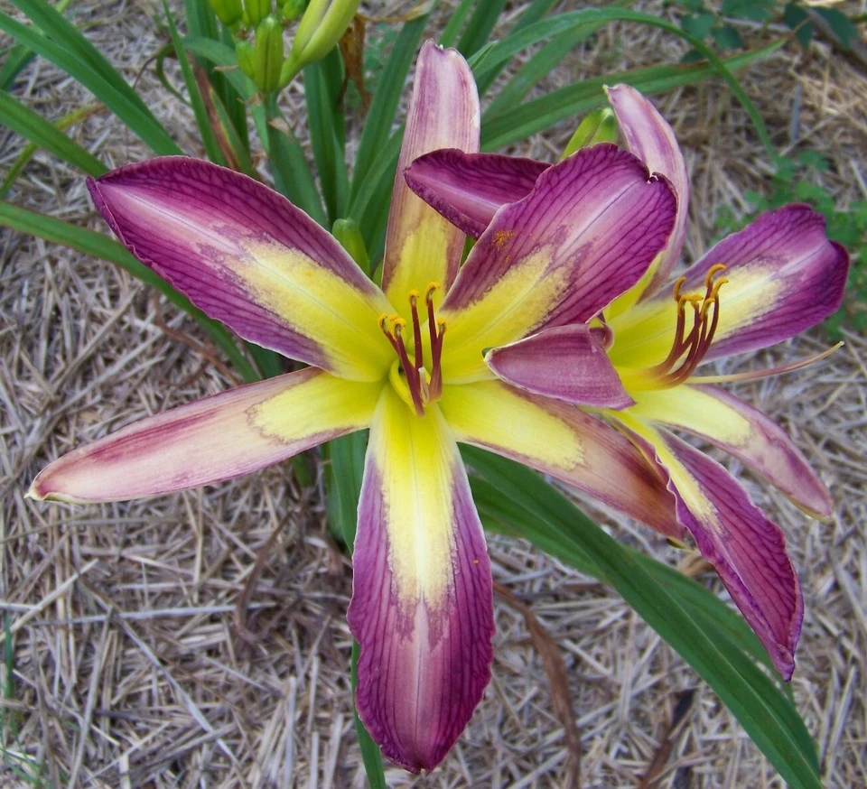 Daylily 3 Variedades MARIPOSA GÓTICA, PUNTA DE FLECHA LAVANDA, DEDOS DE TAZA DE TÉ Foto 2 de 3
