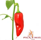 RED SAWDUST 30 SEEDS PEPPER VERY SPICY CHILI CHILI PEPPER