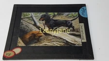 PSW HISTORIC Magic Lantern GLASS Slide 21 DACHSUNDS