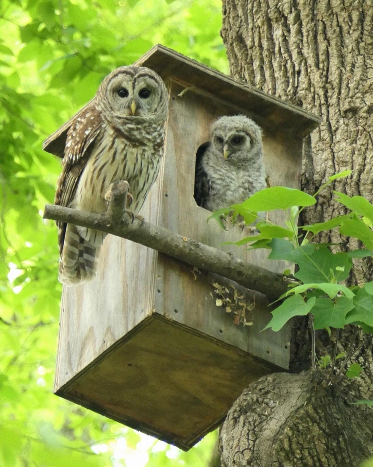 Caja nido de búho barrado de cedro Foto 4 de 4