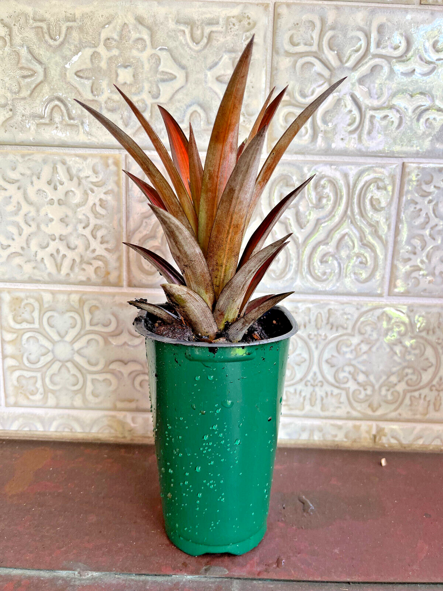 Red Spineless Mini Decorative Pineapple Ananas Lucidus - 4"-6" - FREE  Shipping | eBay