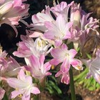 Perennial Plants, Agapanthus 'Blush Pink', 9cm Potted, Tall Pink Summer Blooms
