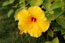 Live Tequila Sunrise Hibiscus Plant – 6” Pot – Ship No Pot – 12–24” Tall
