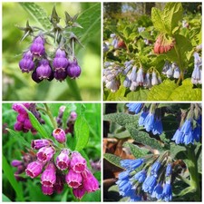 80 Symphytum Officinale Comfrey Seeds - Non-GMO Heirloom Fresh Garden