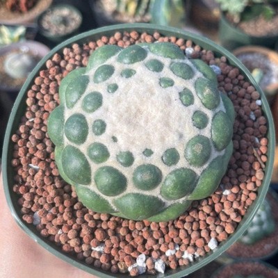 Rare Cactus - Coryphantha Elephantidens cv. Inermis offset (1 )
