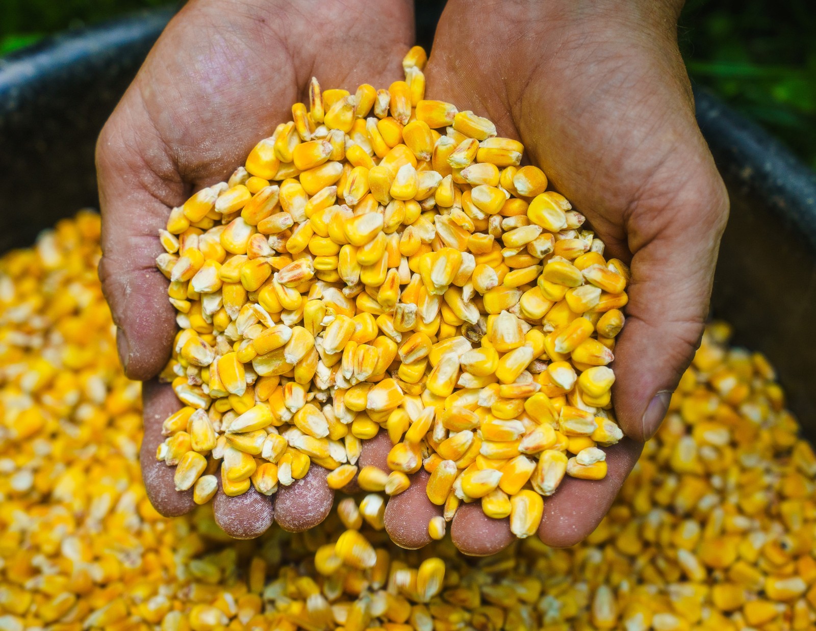 Deer Corn Premium Deer and Turkey Feed  Wildlife High-Quality  50Lb