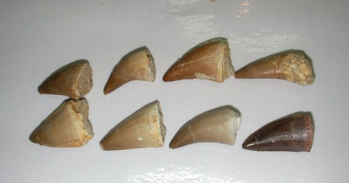 Mosasaur teeth tooth fossil Dinosaur Marine Jurassic World B - Picture 2 of 8