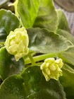Hunter’s Cabbage Goddess, African Violet Plant, Semi-mini, Green!! — photo 1