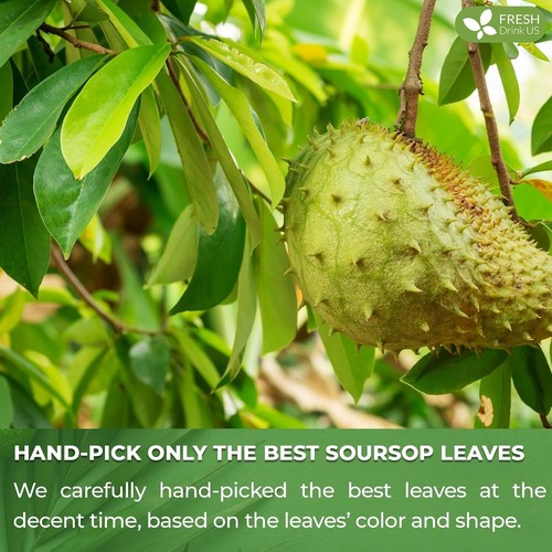 KEYXE Premium Soursop Graviola Leaf Tea | 75 Bags | 75g | 100% Natural | BB 9/26 - Picture 11 of 18