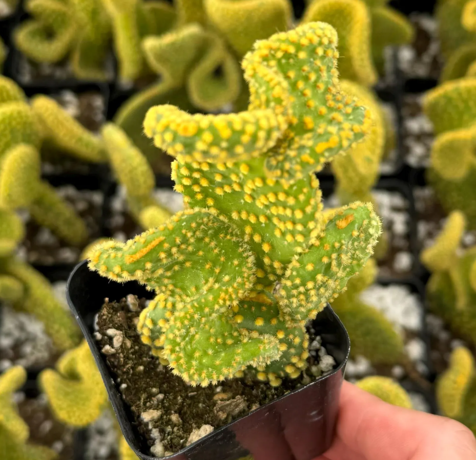 tanzender kaktus deutsch Happy Cactus - Reagiert auf Gerusche