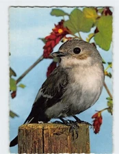 Postcard European pied flycatcher