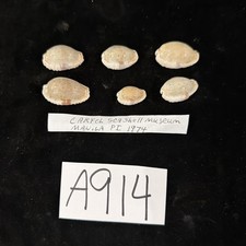 Cypraea Naria erosa Lot Of 6 Carfel Shell Museum Philippines 1974 (A914)