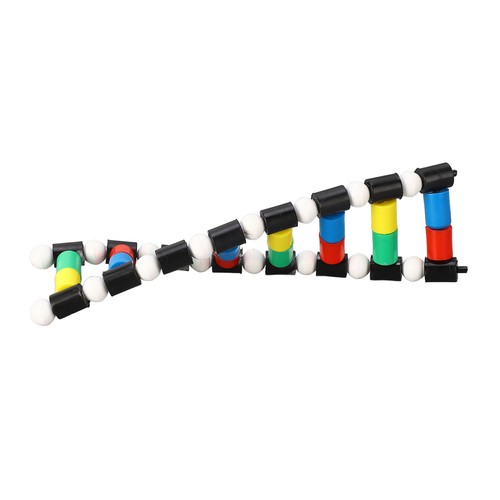 DNA Model Double Structure Molecular Model Kit For Biological Genetic - Picture 9 of 24