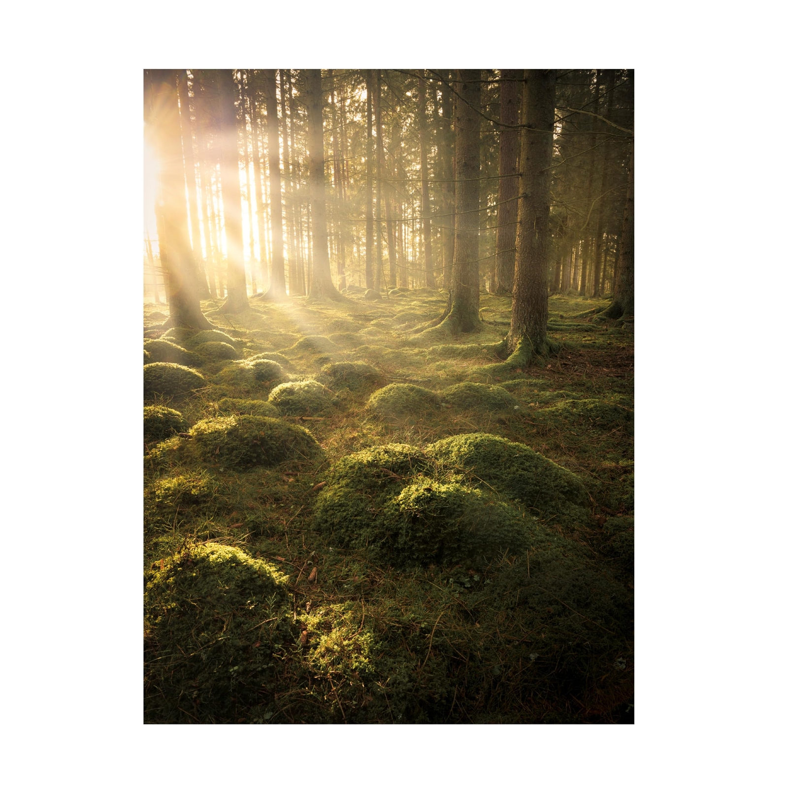 Canvas Wall Art - Christian Lindsten 'In The Woods' Wall Art for Living Room,...
