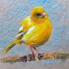 Pastel Painting ORIGINAL Bird Art Animal Artwork Canary by Muura