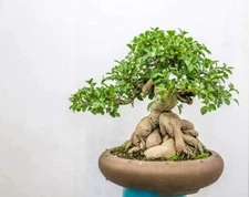 Ficus Bonsai Tree Seeds to Grow 25+ Seeds Made in USA