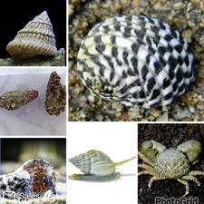 180 Gallon Saltwater Clean Up Crew Pack Algae Destroyer Reef Tank CUC Turbo Cone