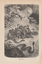Krzyżak Vipera berus gniazdo węża drzeworyt 1890 węży