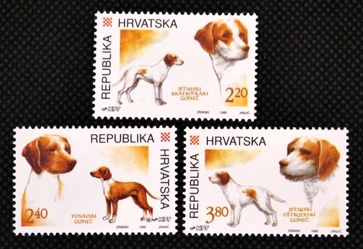 Istrian shorthaired hound puppies for sale discount