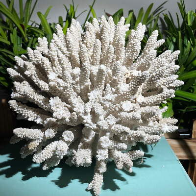 White Coral, Real Sea Coral, Beautiful Natural Coral, Marine Coral