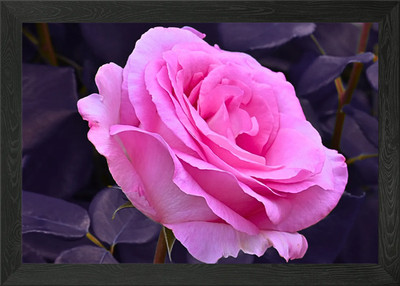Rosa Rosenblüte gerahmtes Wandbild Poster Leinwanddruck Bild