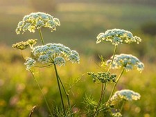 Kümmel Samen Carum carvi Gewürz Heilpflanze Naturgarten Futterpflanze