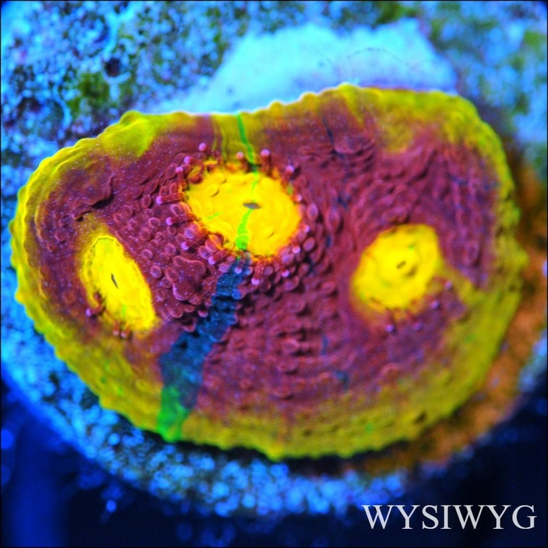 Corals of Eden ~ WYSIWYG Live Coral Frag ~ CB Fire Breather Chalice Coral SPS