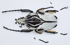 Goliathus goliatus quadrimaculatus, male, A2, 66mm, Cameroon, #GC64