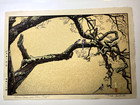 Toshi Yoshida Woodblock - Plum Tree and Blue Magpie — photo 1