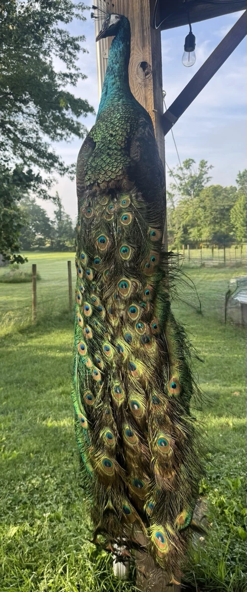 孔雀鸟标本| eBay