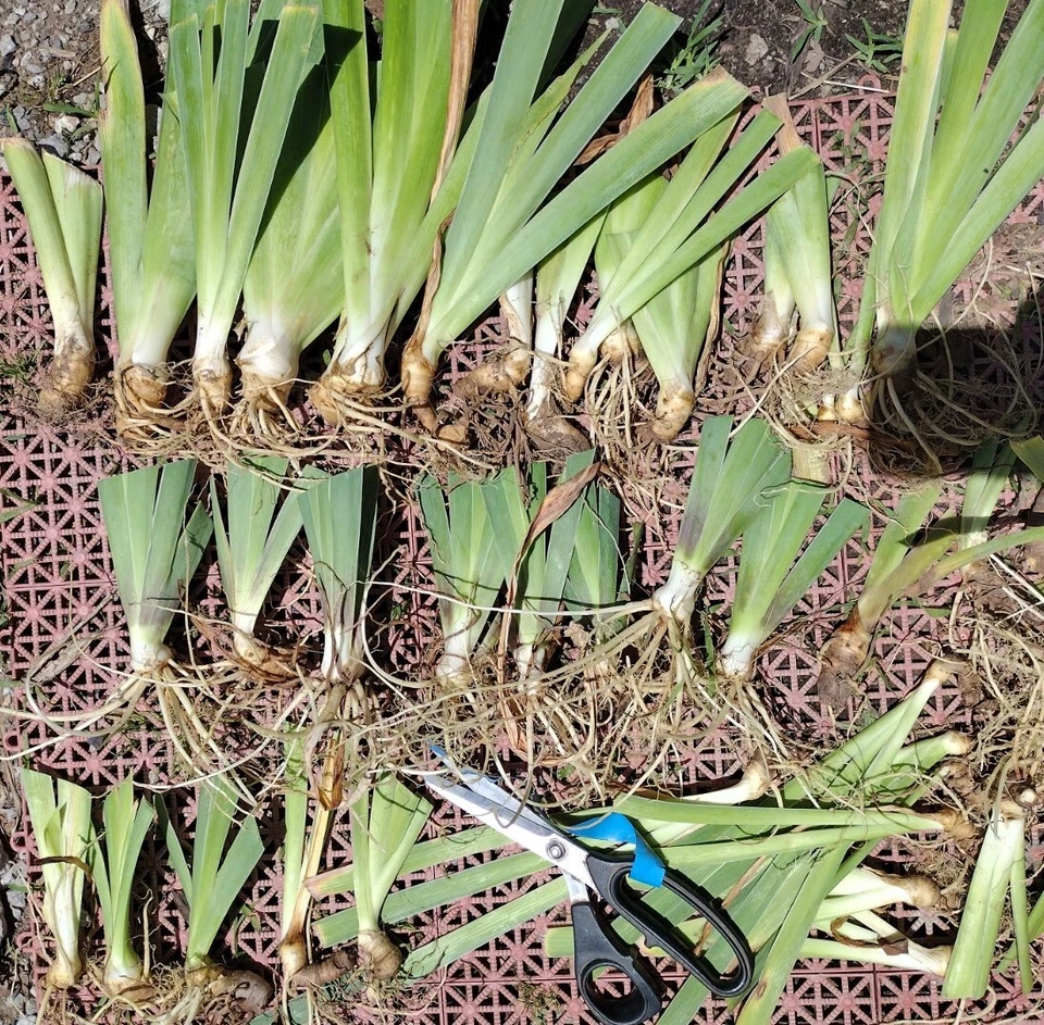 5 Fresh Bearded Iris Rhizomes Mixed Varieties - Image 2 of 4