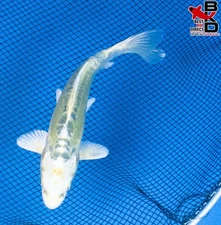 6" DOITSU KI MATSUBA Live Koi Fish Garden Pond 11/12