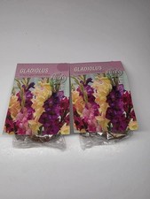 Lot Of 2 Packs of Holland Old English Mixed Gladiolus Bulbs 4 bulbs each 