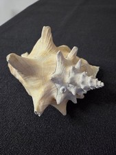 Riesen Muschel XXL, rosa, Meeresschnecke, Strombus gigas, 1.000g, Dekoration