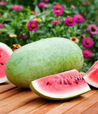 Charleston Gray Watermelon, 25 Seeds. Heirloom~Non-GMO~Free Shipping~ USA.