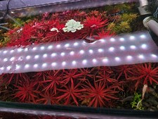 10 Ludwigia Meta Stems