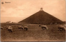 WATERLOO Sheep in Field Postcard