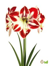 Hippeastrum Amorita Esus -  Amaryllis